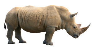 Rhino PNG-24810